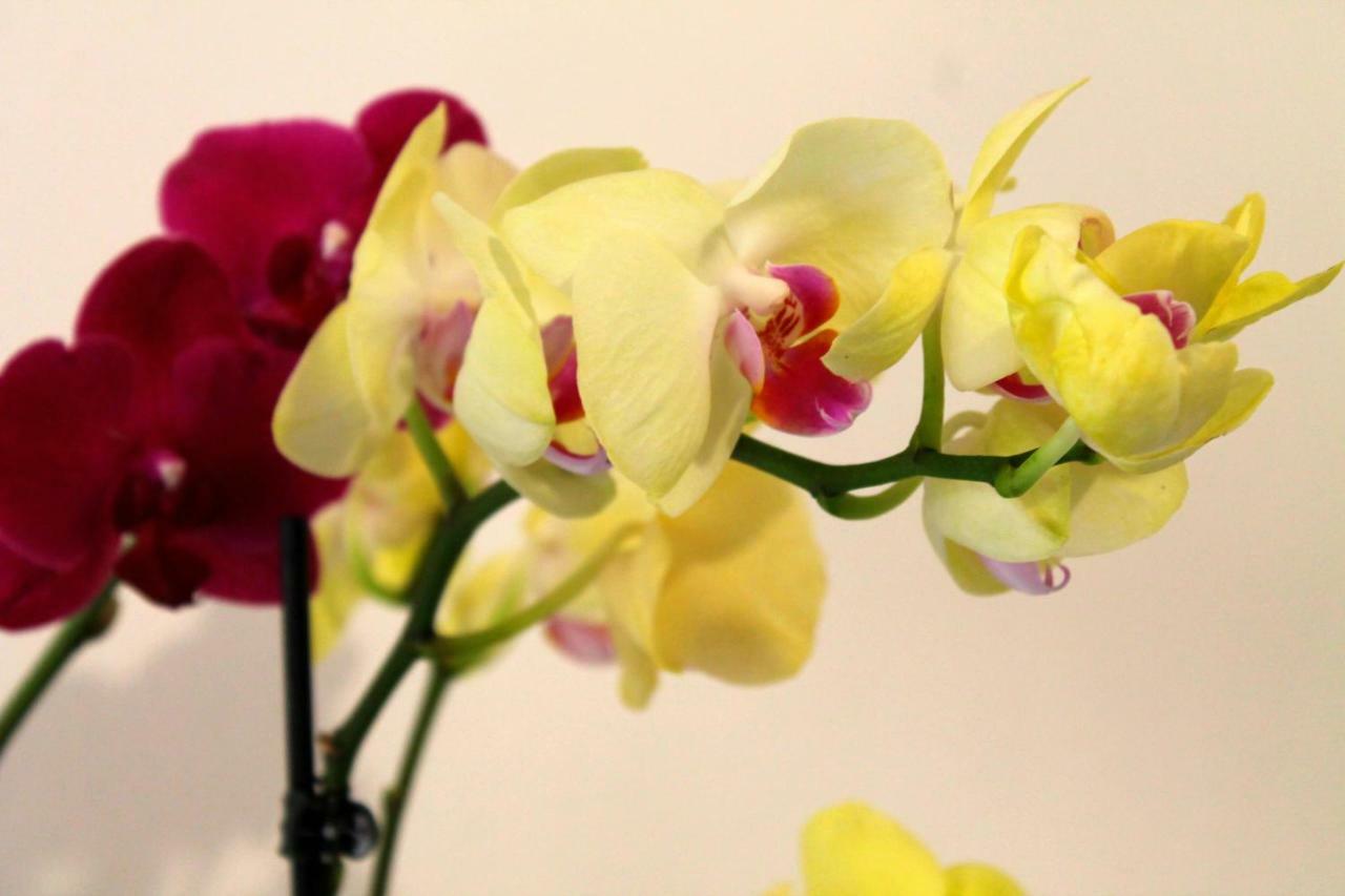 B&B Le Orchidee Alghero Kültér fotó
